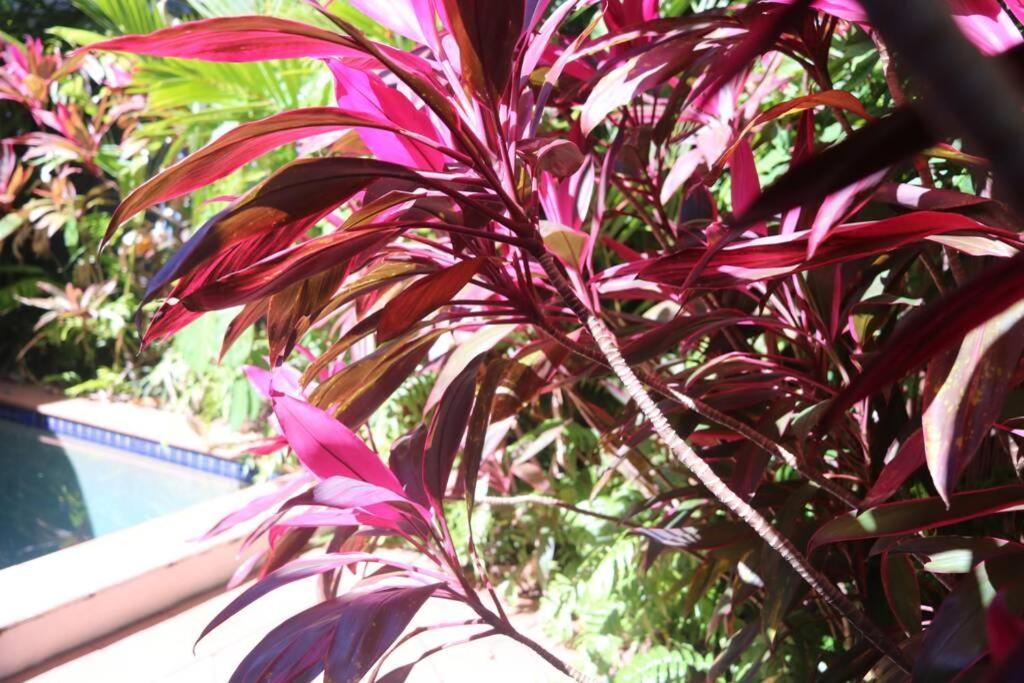 Villa Beauty Tiny Walk To Sea Port Douglas Exterior foto
